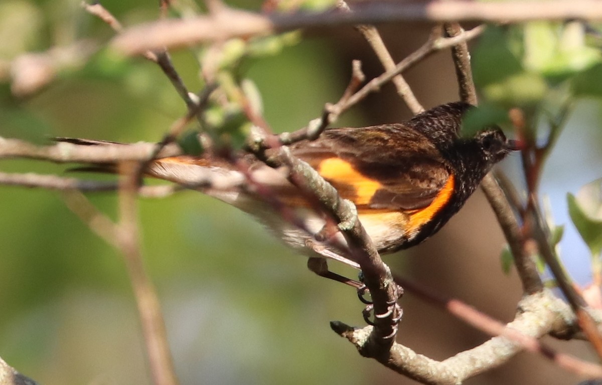 American Redstart - ML650915601
