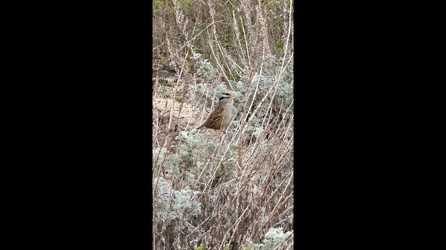 White-crowned Sparrow - ML650915718