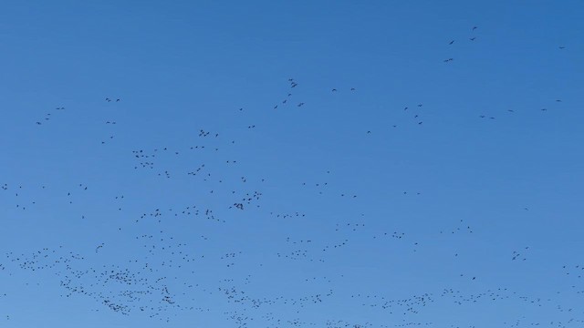 kanadagås - ML650916613