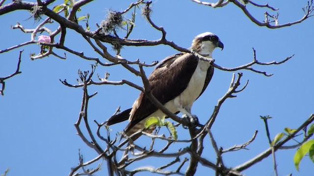 Osprey - ML650916634