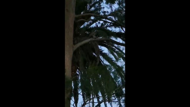 アメリカワシミミズク - ML650916728