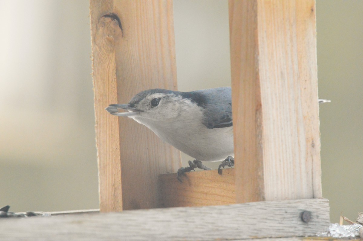 White-breasted Nuthatch - ML650916819