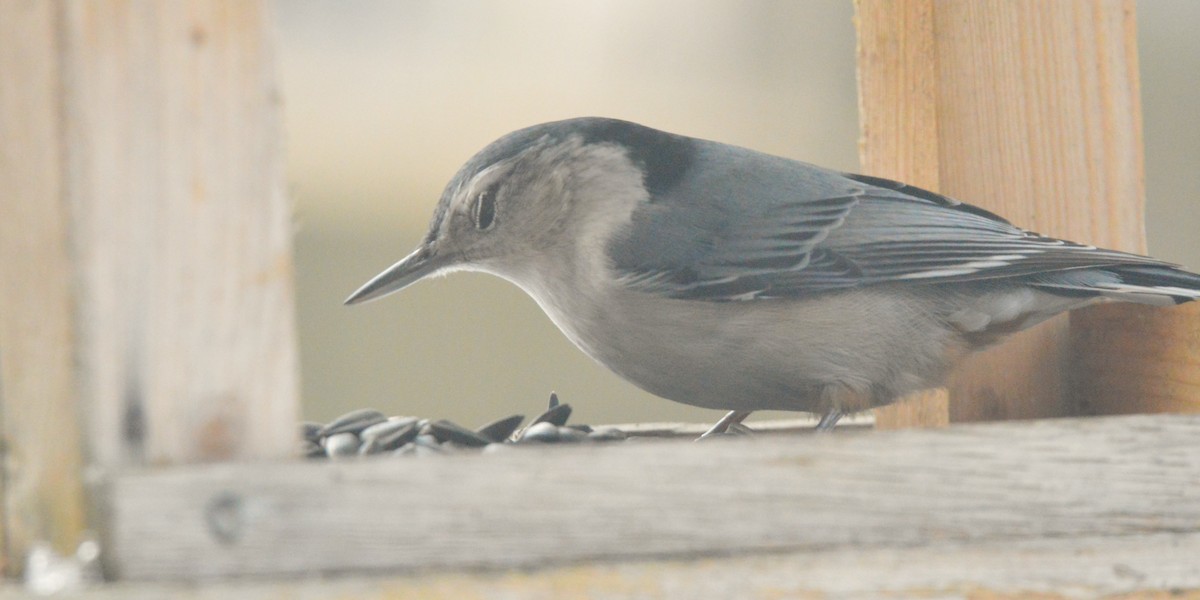 White-breasted Nuthatch - ML650916821