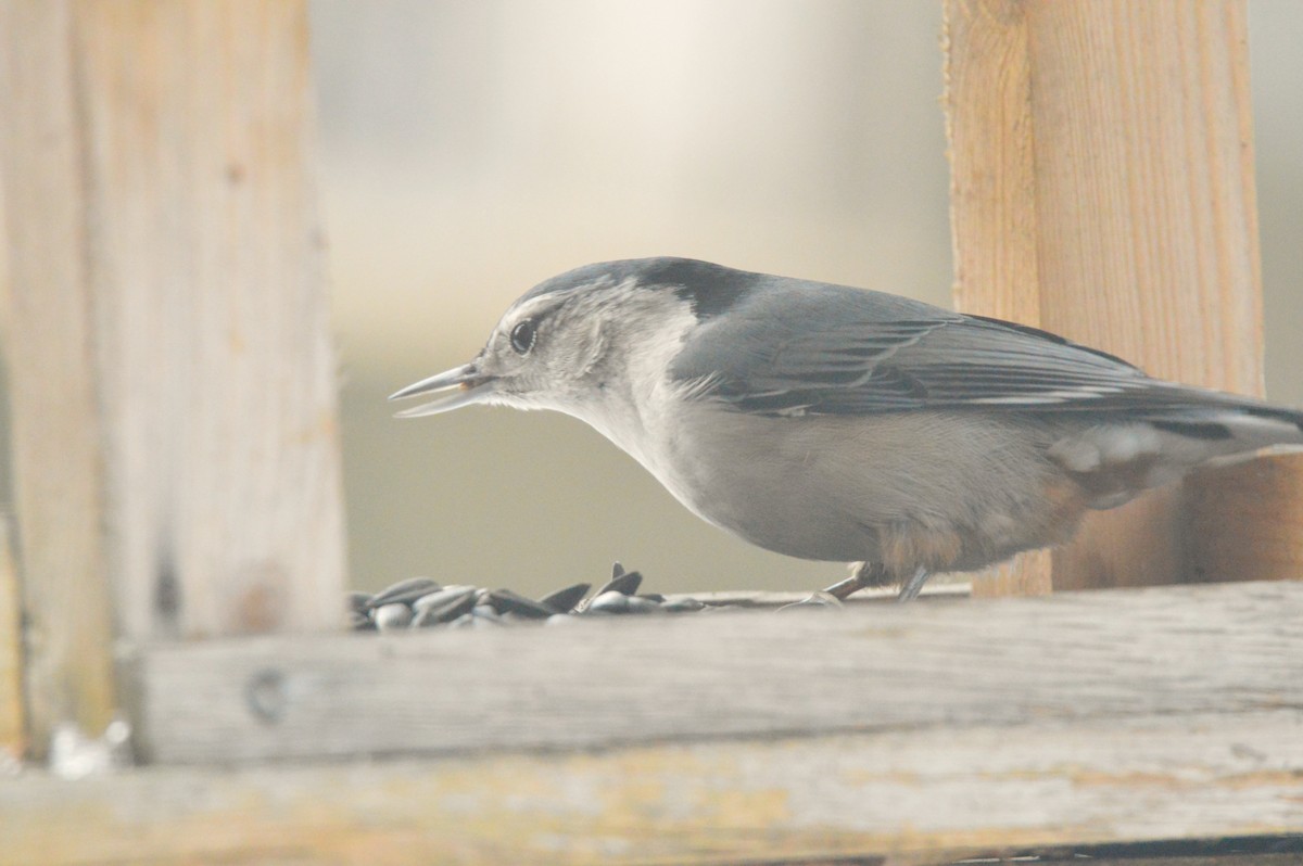 White-breasted Nuthatch - ML650916822