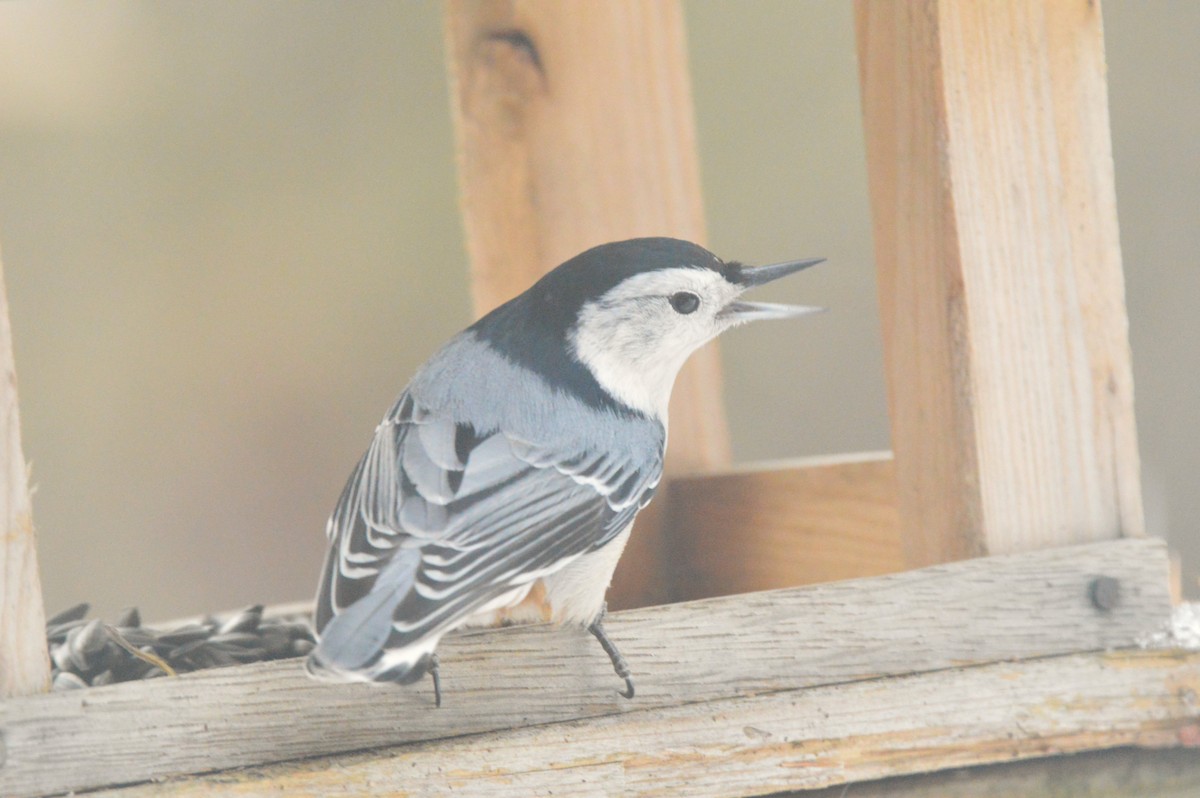 White-breasted Nuthatch - ML650916824