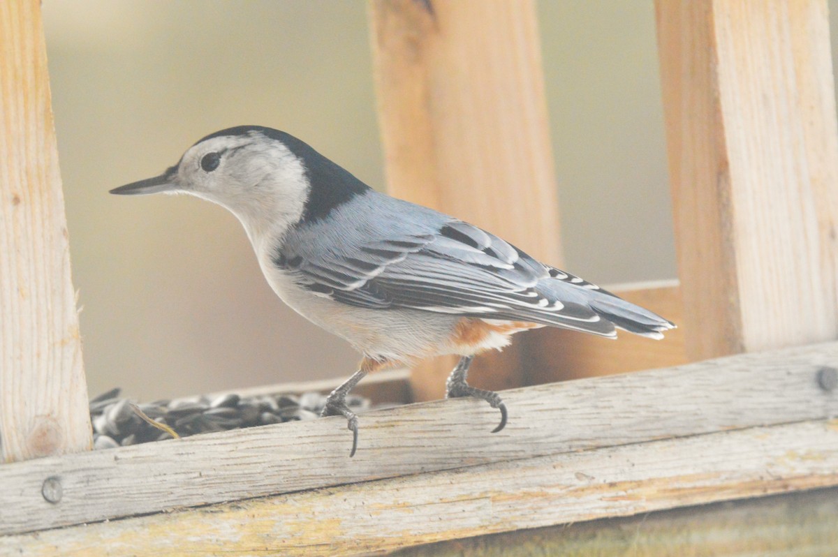White-breasted Nuthatch - ML650916825