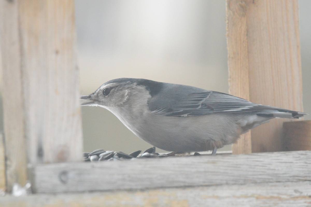 White-breasted Nuthatch - ML650916826