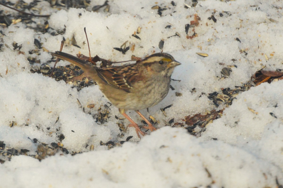 White-throated Sparrow - ML650916836