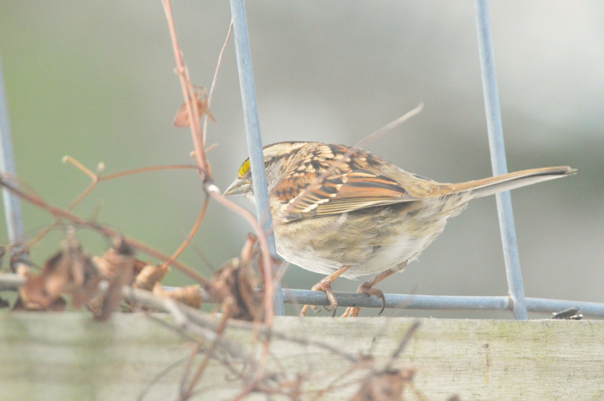 White-throated Sparrow - ML650916837