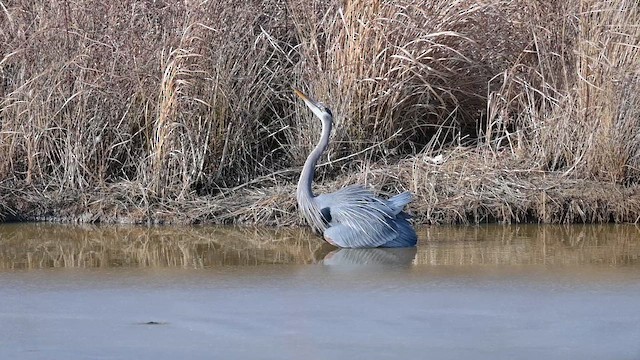 herodiashegre - ML650916952