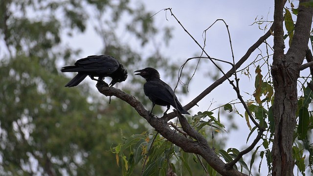 vrána australská - ML650917015