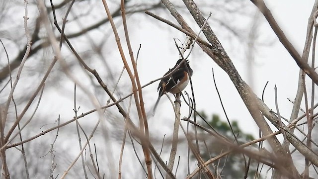 Eastern Towhee - ML650917459