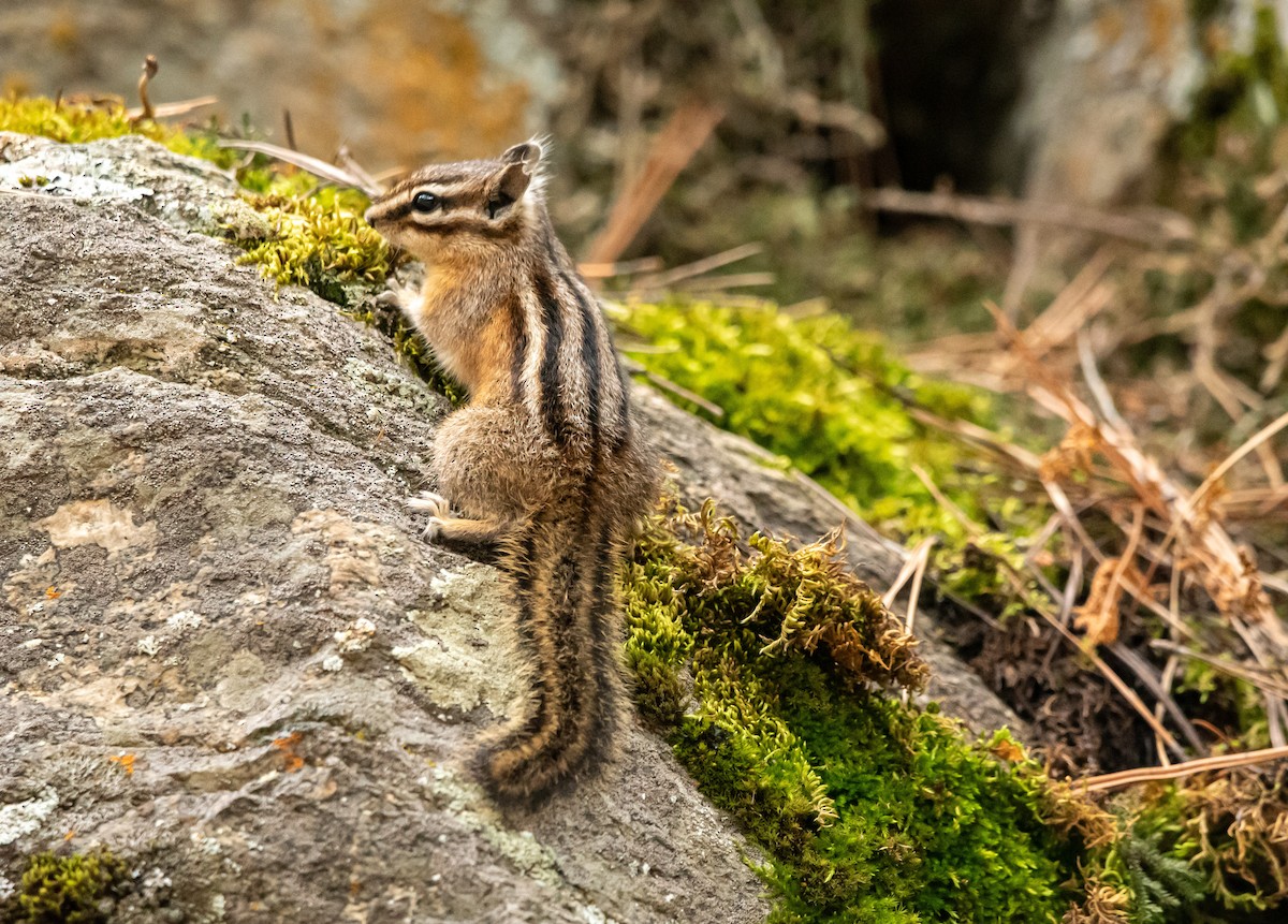 Yellow-pine Chipmunk - ML650917488
