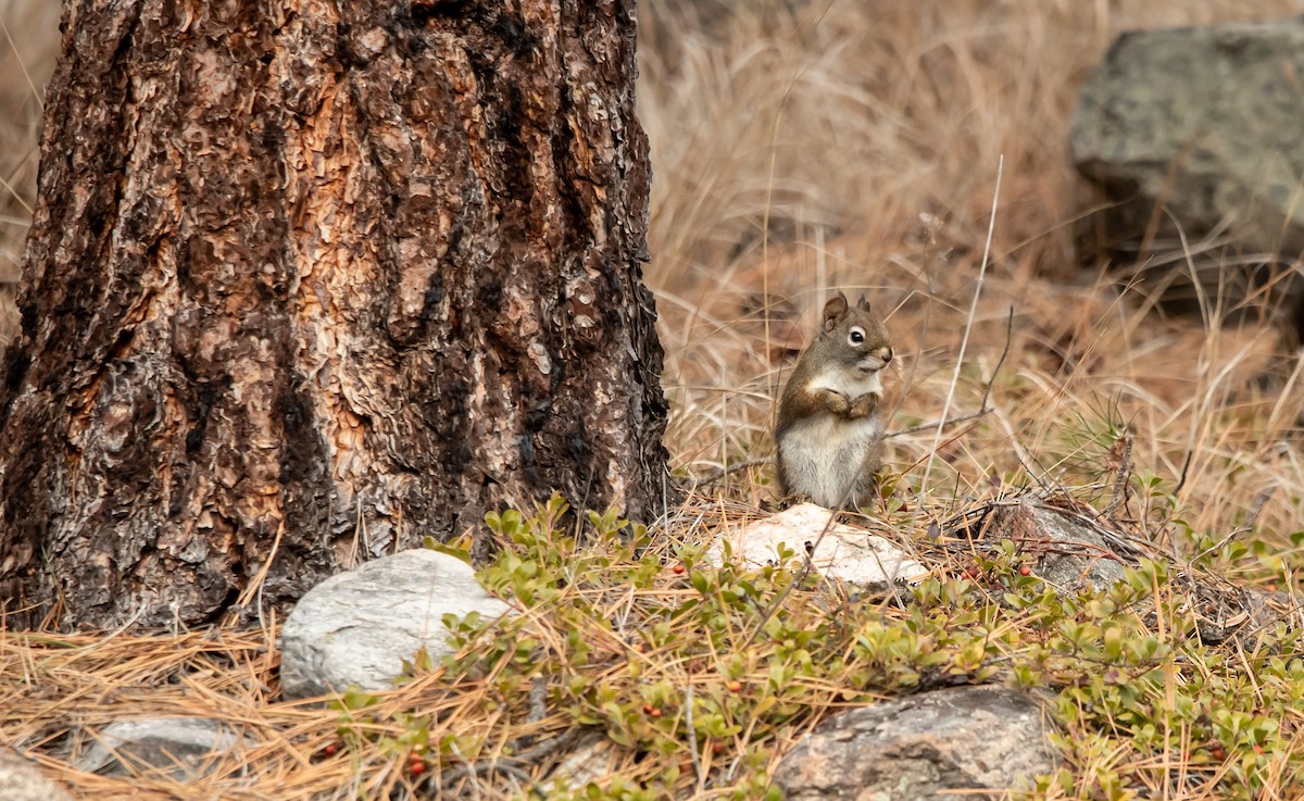 Amerika Kızıl Sincabı - ML650917492