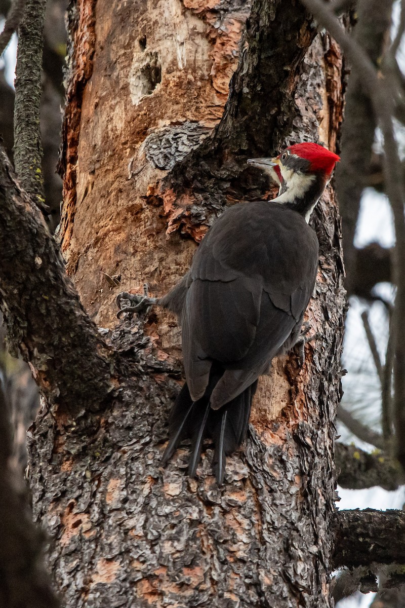 Grand Pic - ML650917596