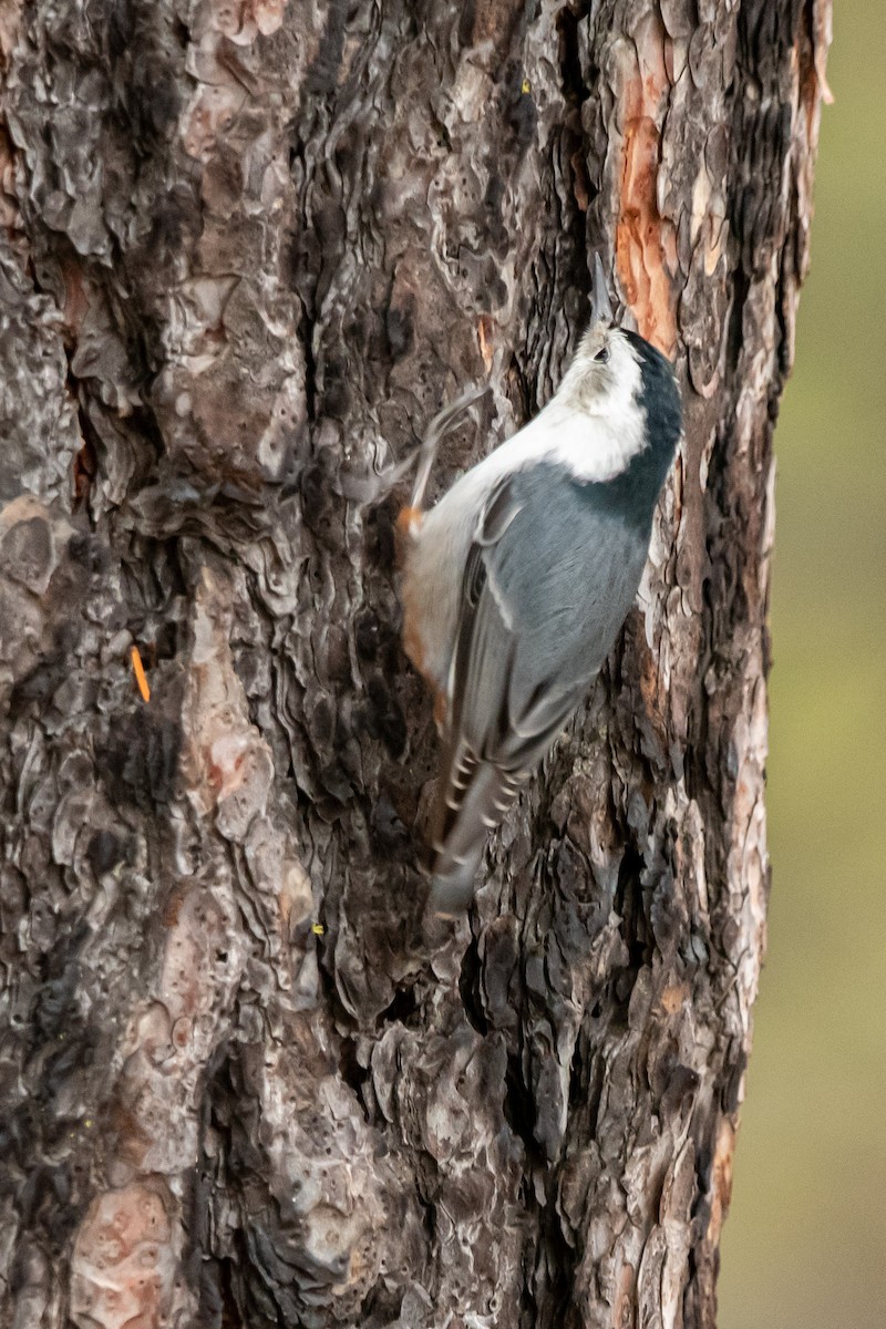 Sittelle à poitrine blanche - ML650917615