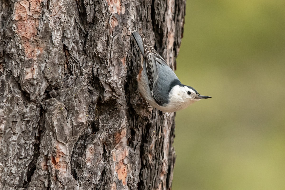 Sittelle à poitrine blanche - ML650917616