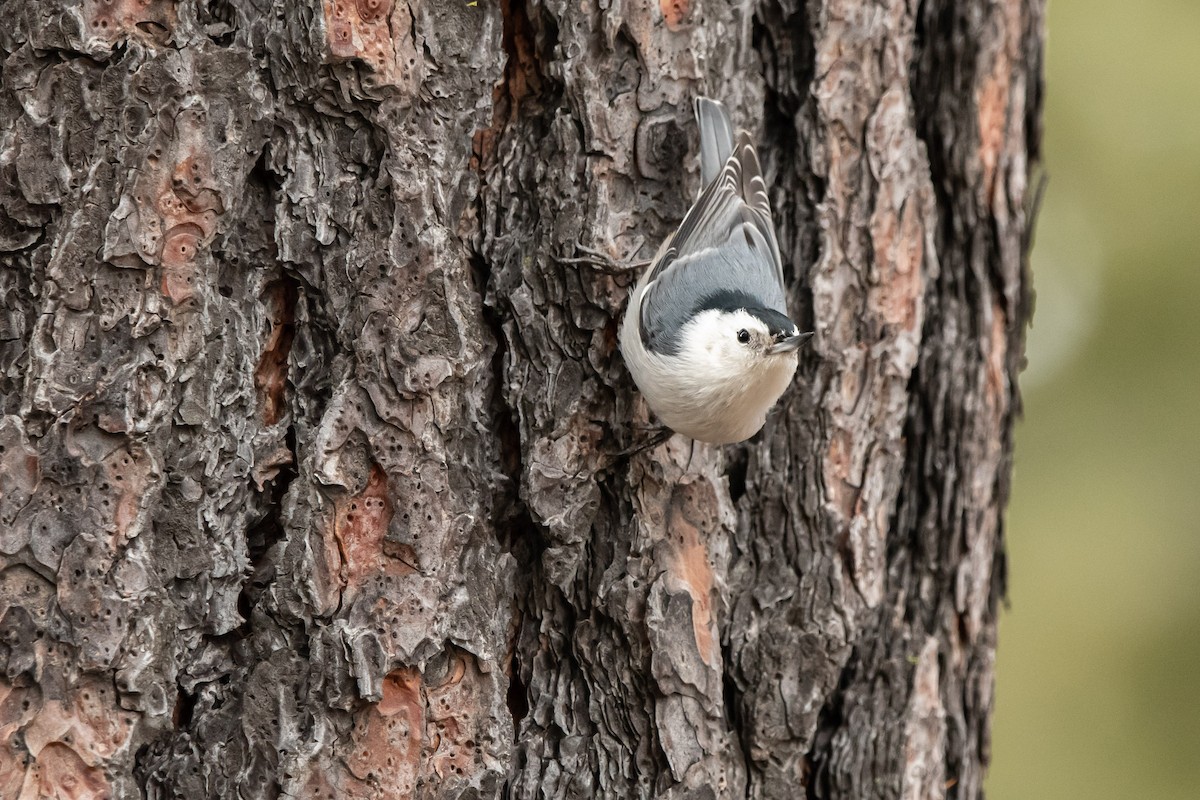 Sittelle à poitrine blanche - ML650917617