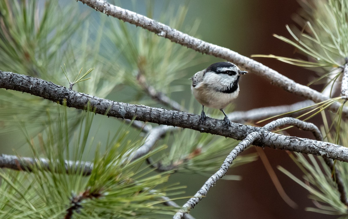 Mésange de Gambel - ML650917626