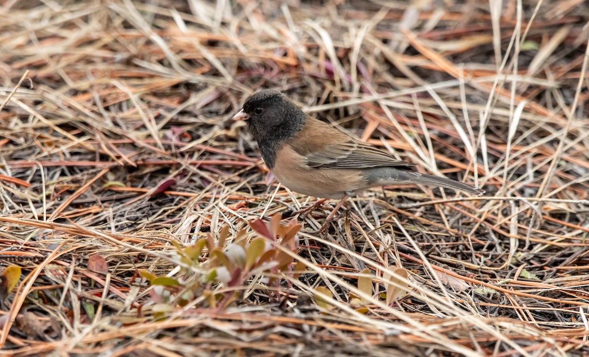 Junco ardoisé (groupe oreganus) - ML650917630
