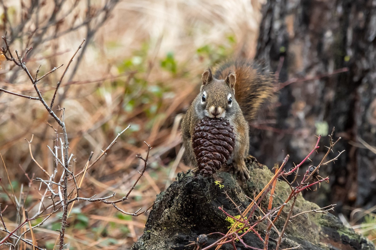 Écureuil roux américain - ML650917650