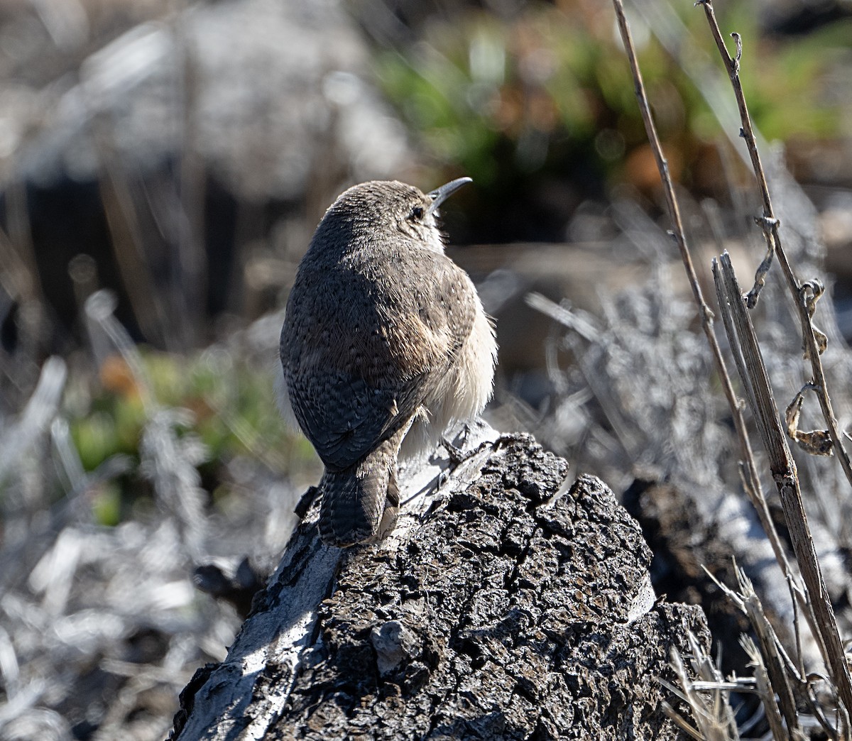 Rock Wren - ML650917807