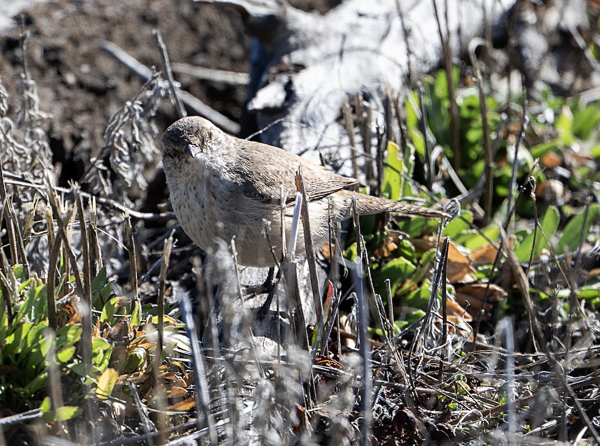 Rock Wren - ML650917808