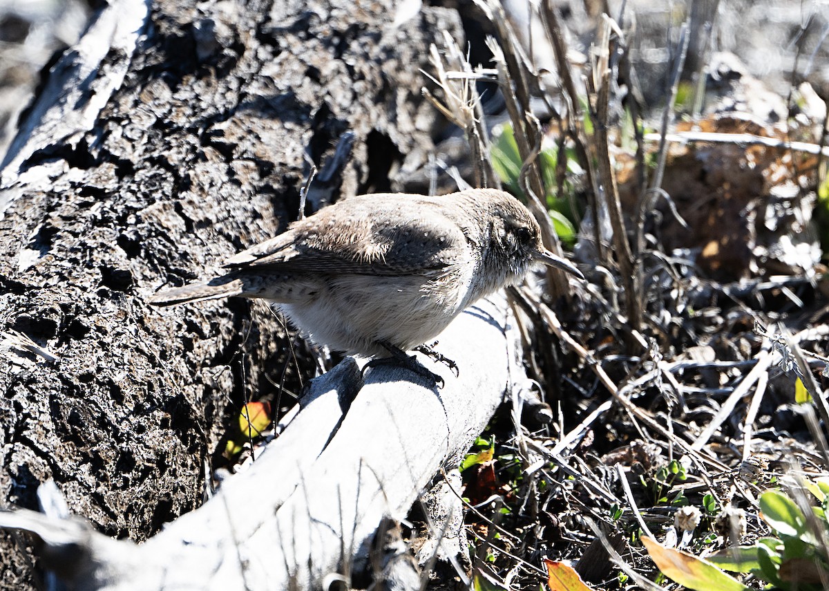 Rock Wren - ML650917809