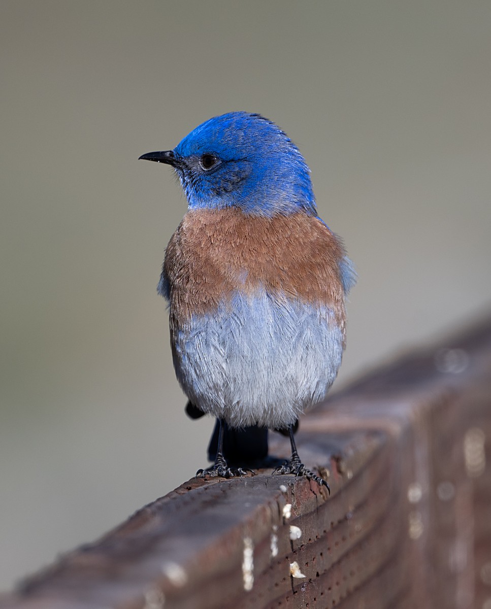 Western Bluebird - ML650917823