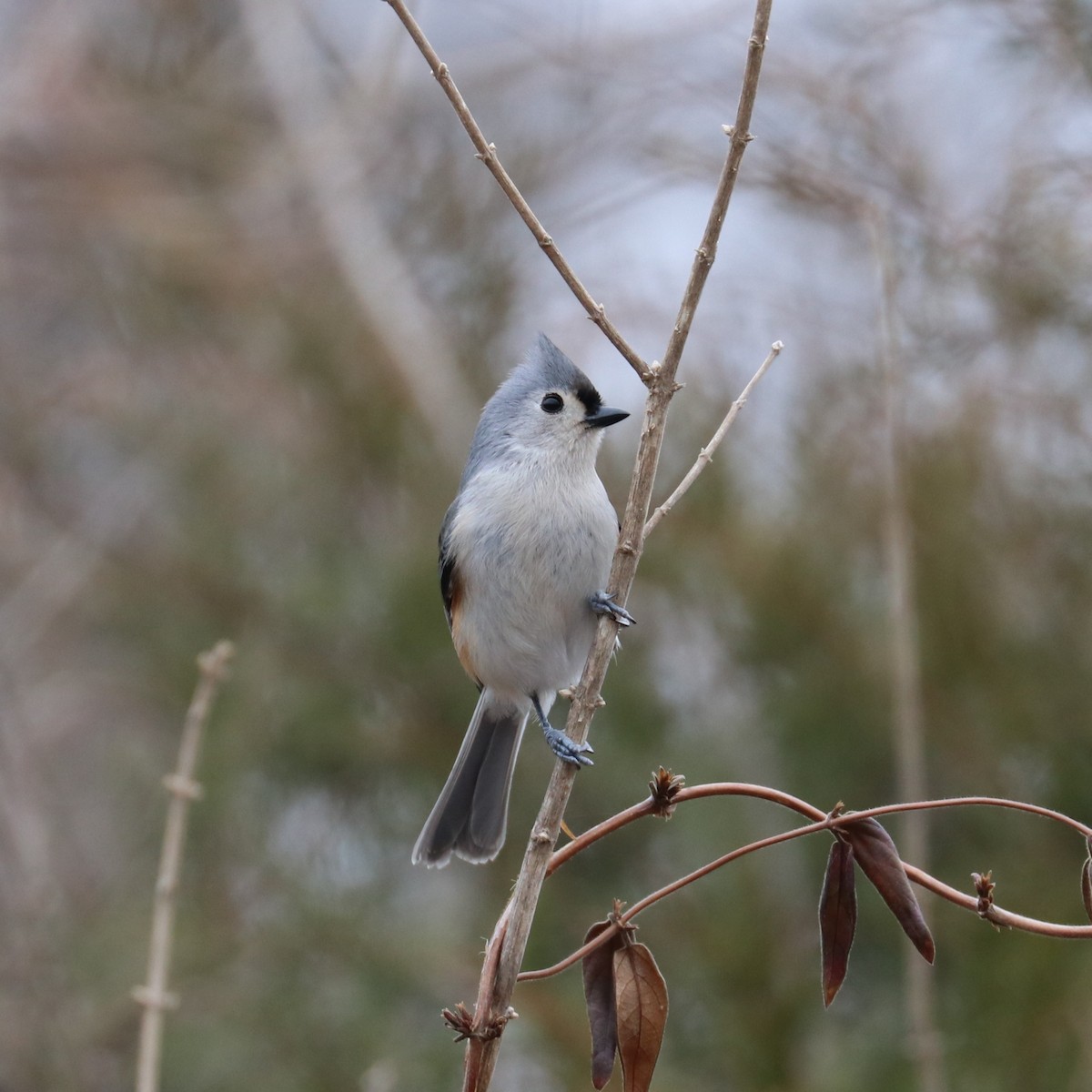 sýkora rezavoboká - ML650918027