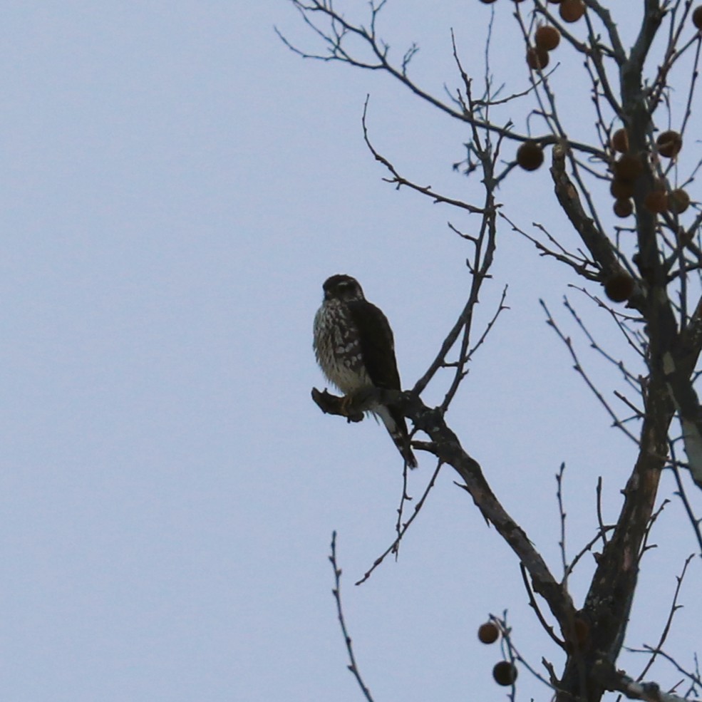 dřemlík tundrový - ML650918165