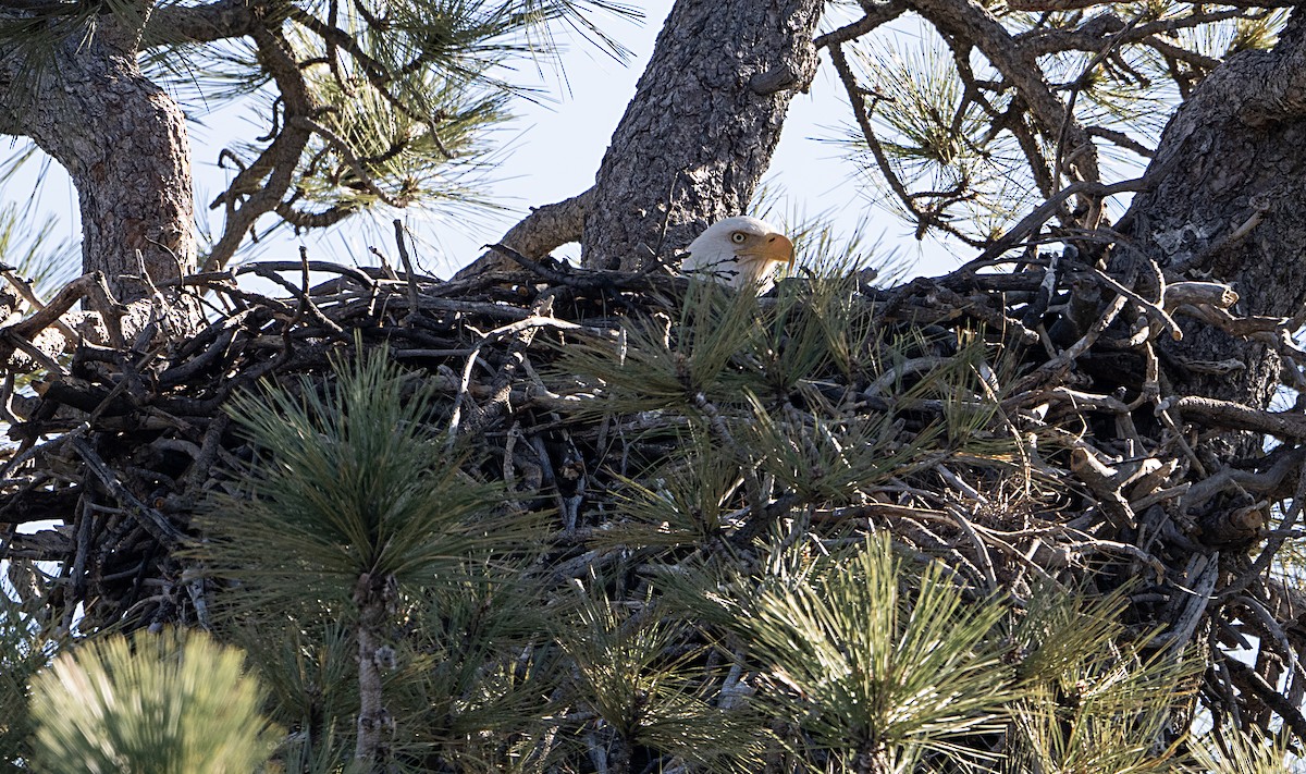 Bald Eagle - ML650918171
