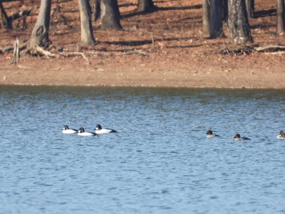 Murgilari urrebegia - ML650918359