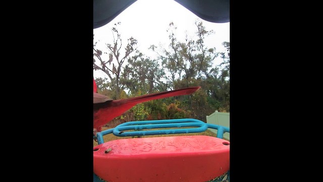 Northern Cardinal - ML650918491