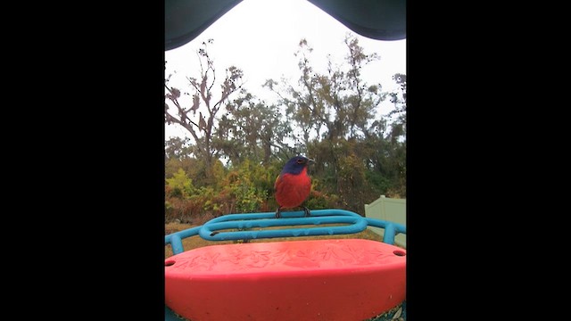 Painted Bunting - ML650918499