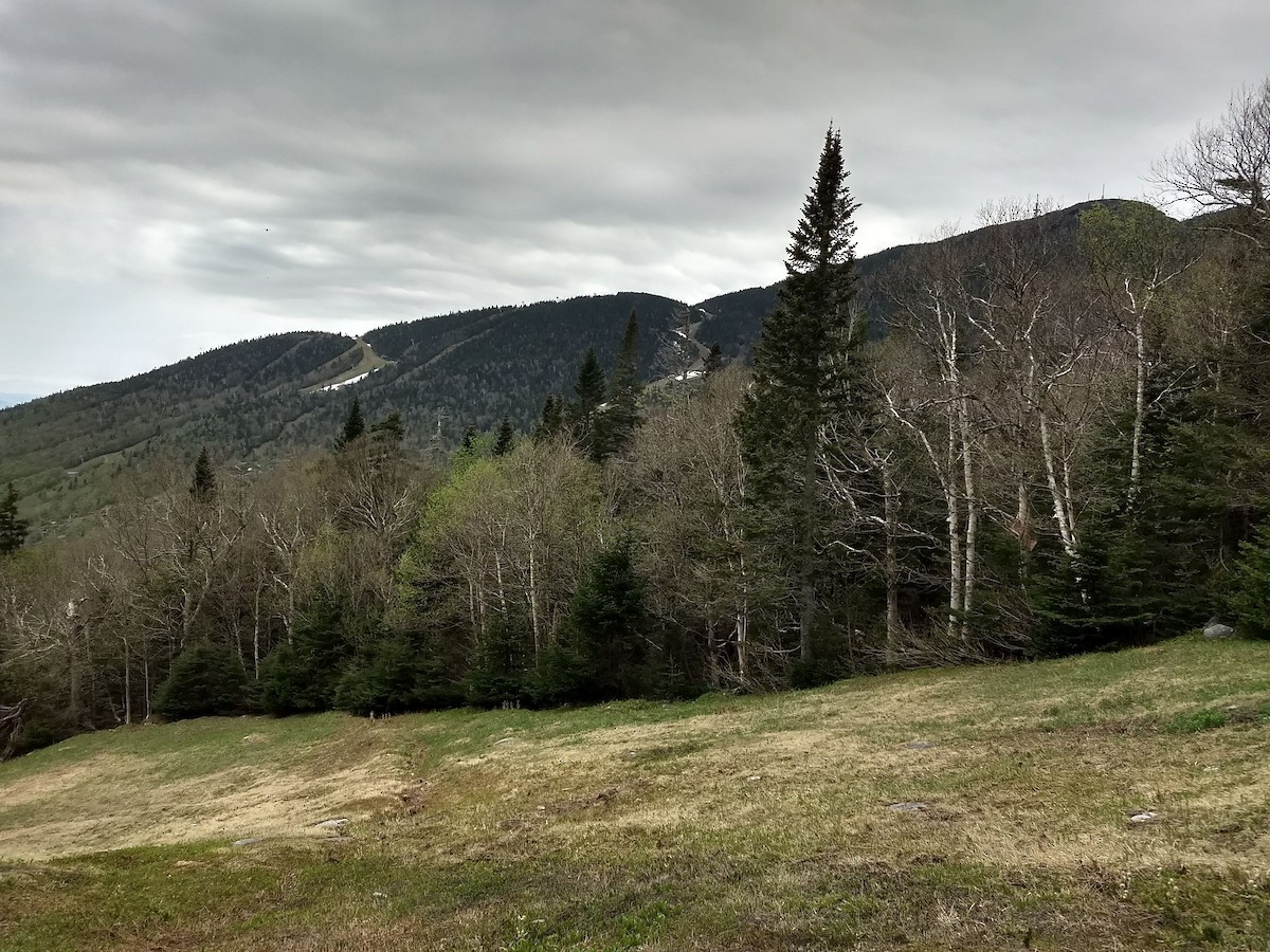 null - ML650918506