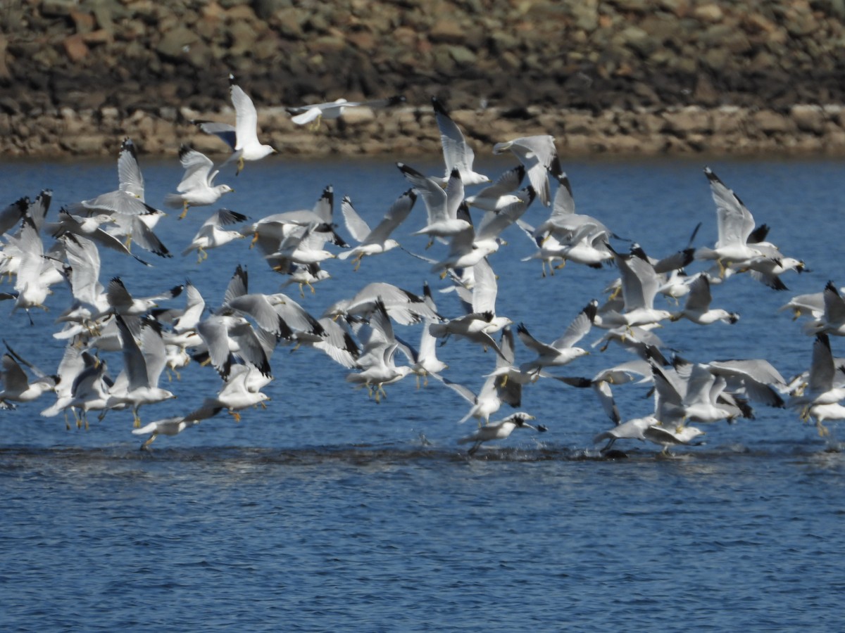 Delawareko kaioa - ML650918704