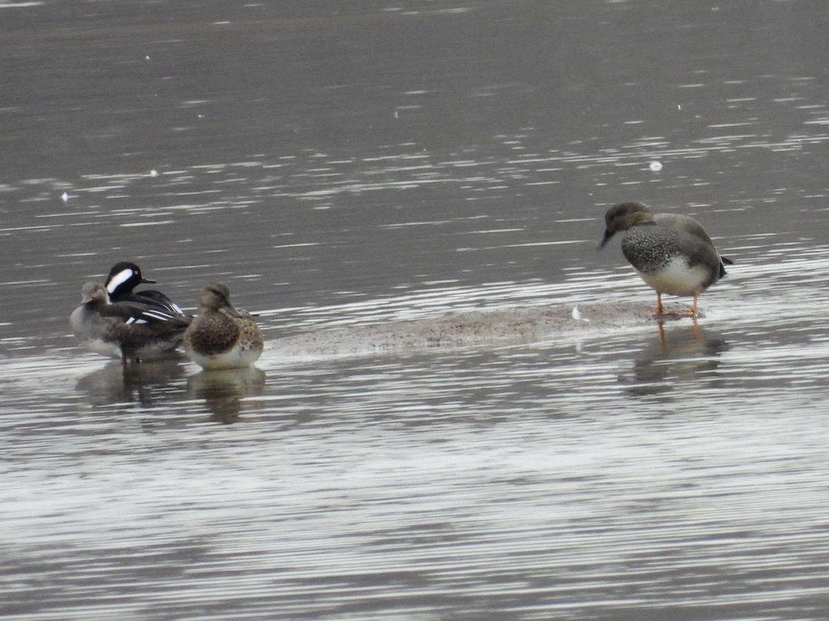 Капюшоновый крохаль - ML650918778