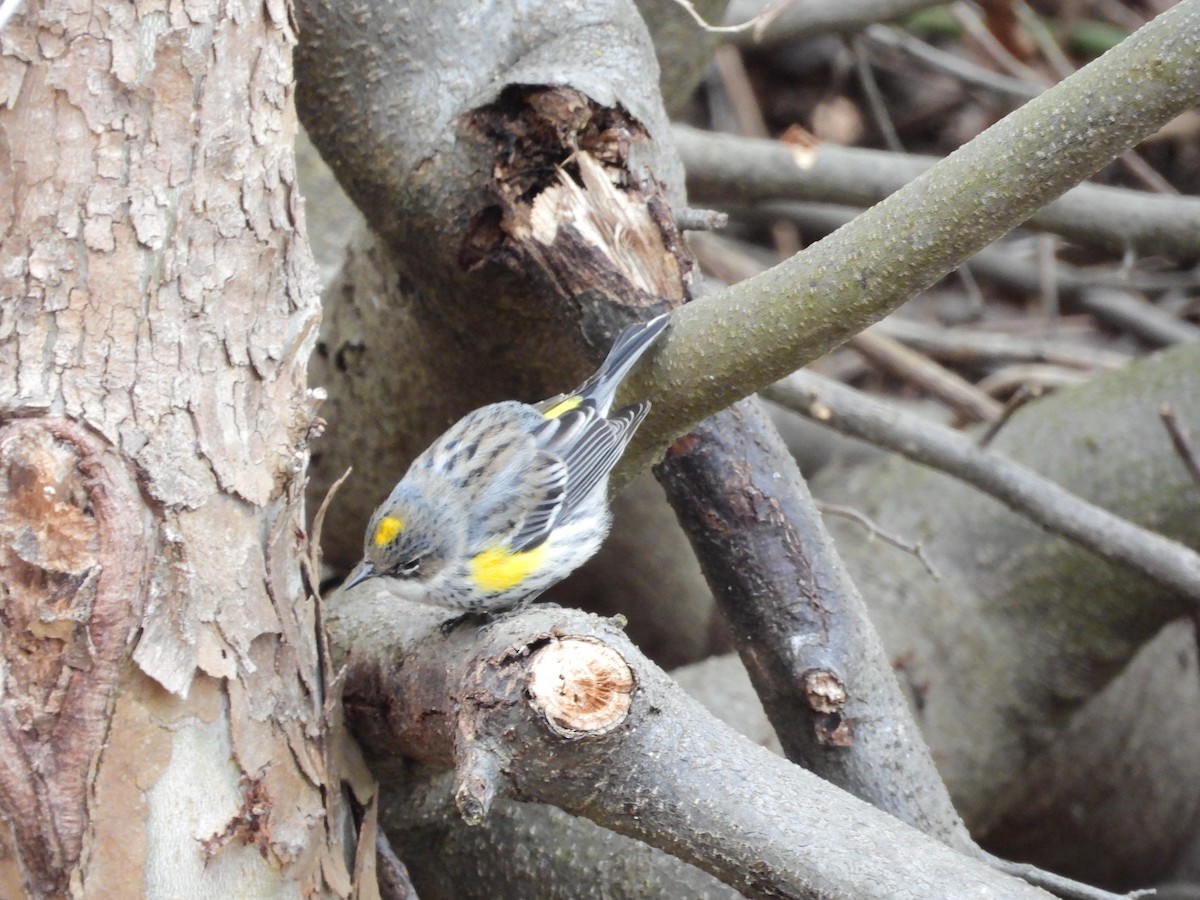 Миртовый певун (coronata) - ML650918807