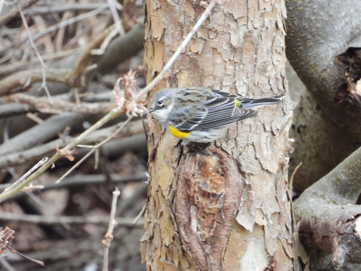 Миртовый певун (coronata) - ML650918808