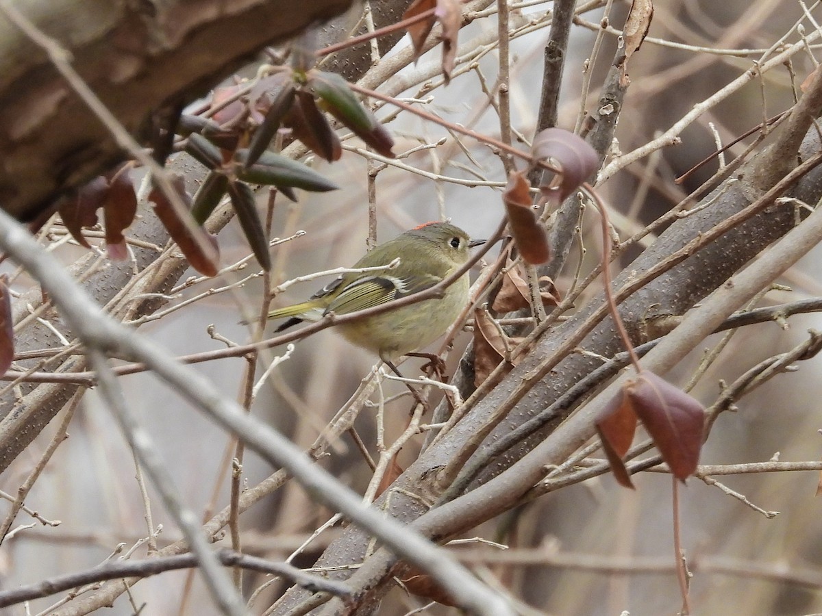 Рубиноголовый королёк - ML650918864