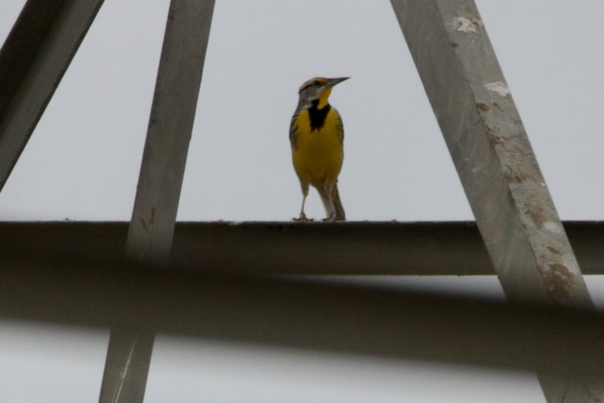 ヒガシマキバドリ - ML650918887