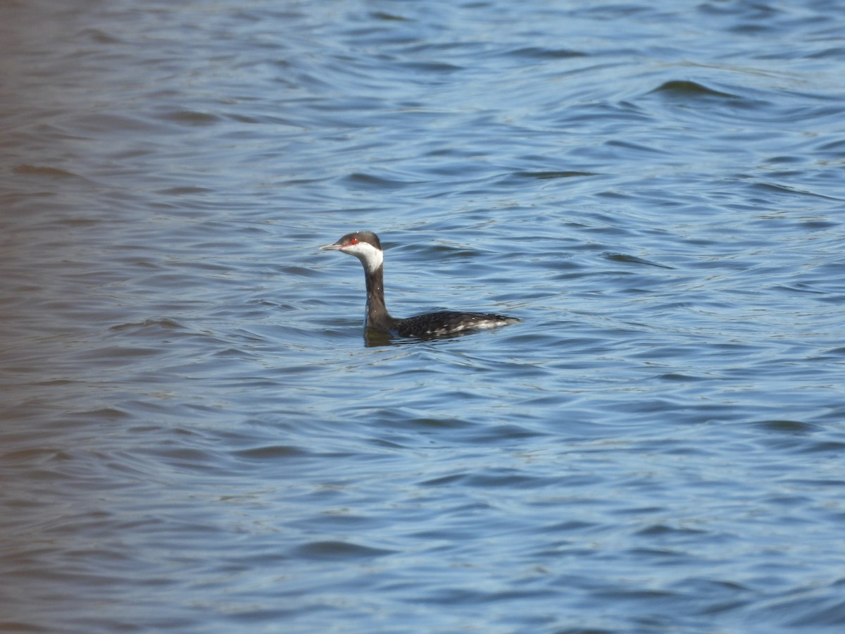 Txilinporta urrebelarria - ML650919001