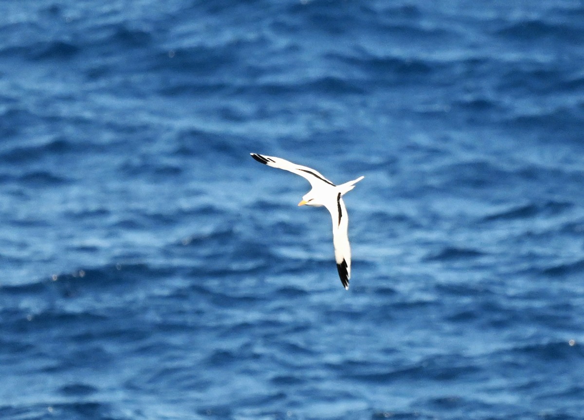 シラオネッタイチョウ（catesbyi） - ML650919007