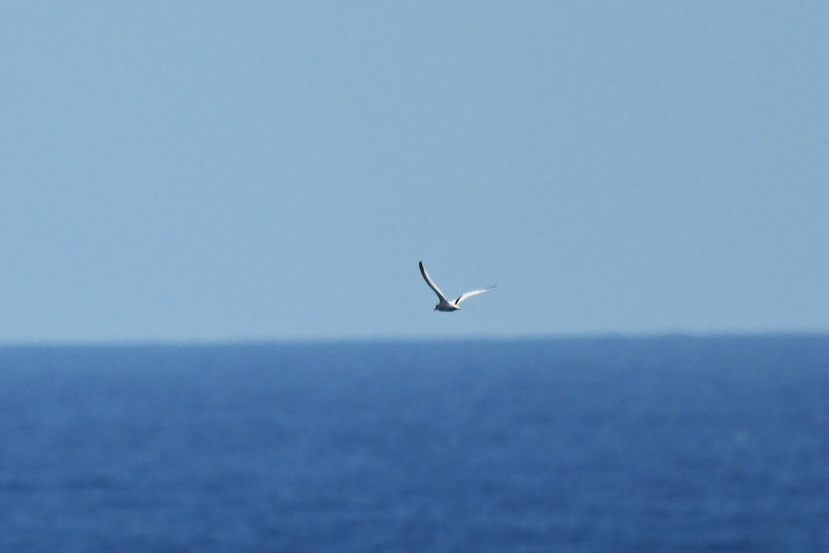 シラオネッタイチョウ（catesbyi） - ML650919008