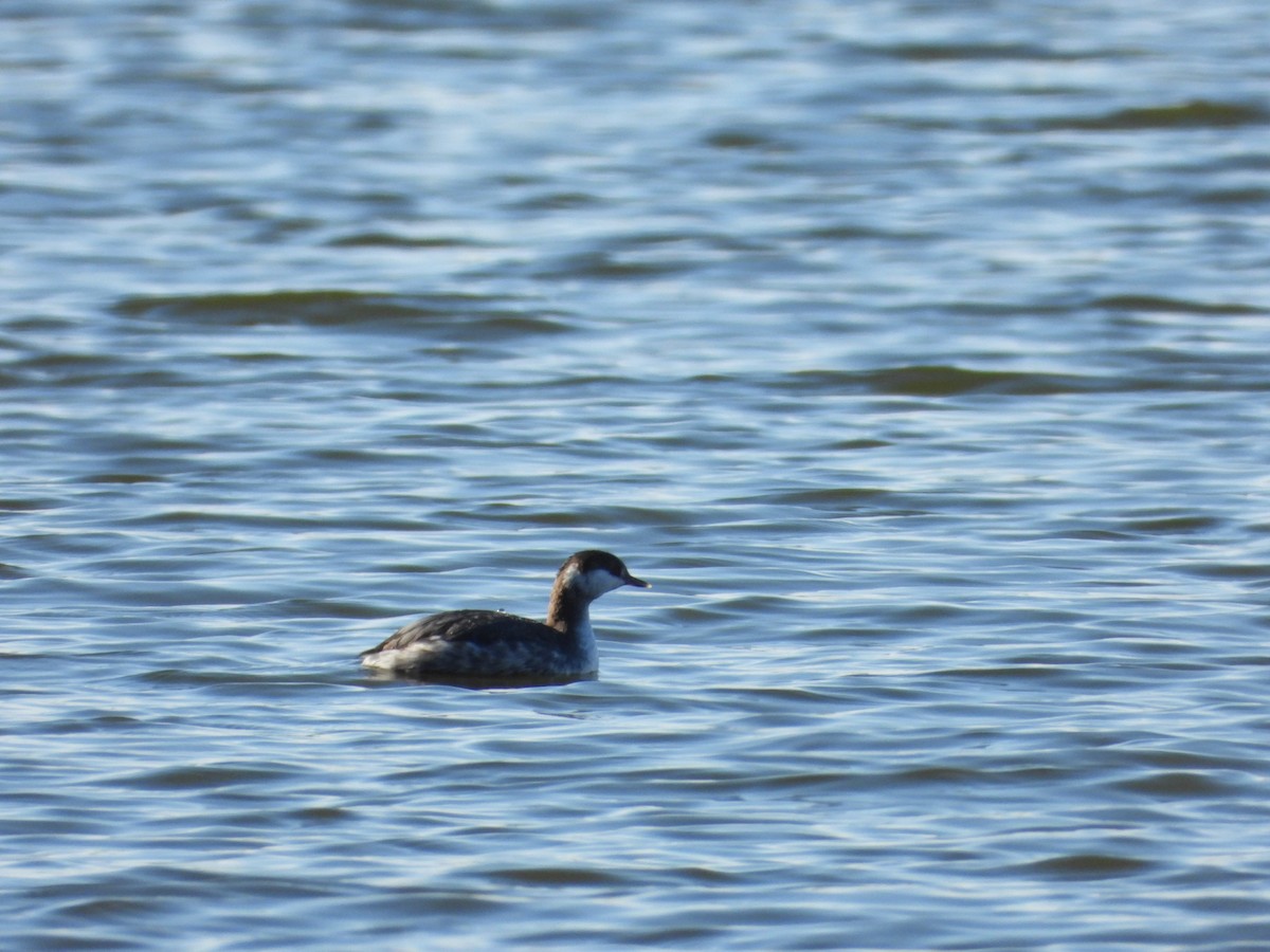 Txilinporta urrebelarria - ML650919394