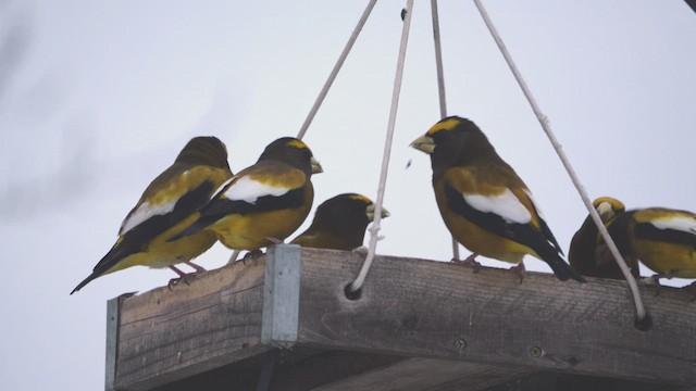 Evening Grosbeak - ML650919425