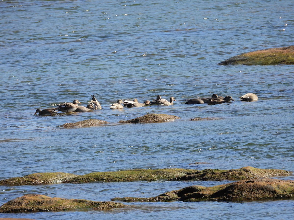 Серая утка - ML650919568