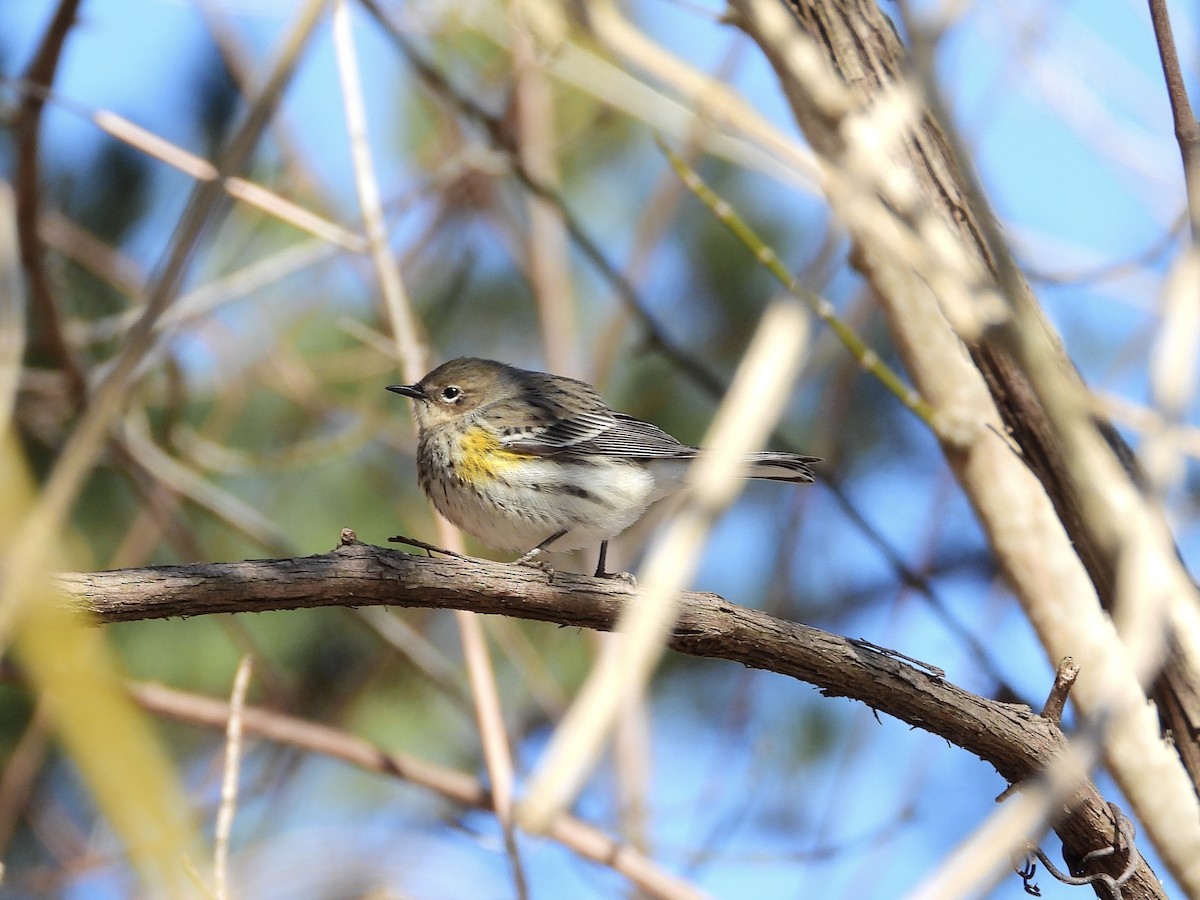 Миртовый певун (coronata) - ML650919579