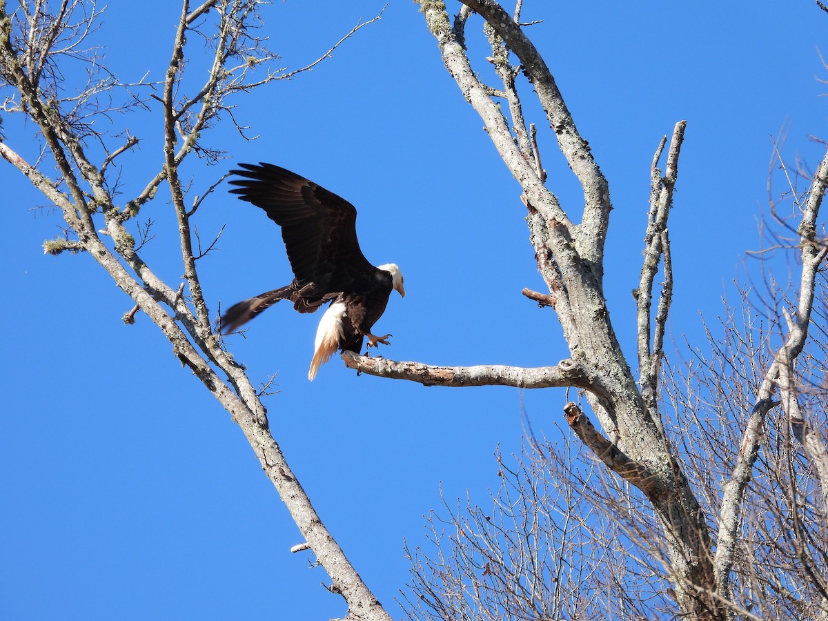 Белоголовый орлан - ML650919601